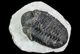 Bargain, Pedinopariops Trilobite - Mrakib, Morocco #110651-1